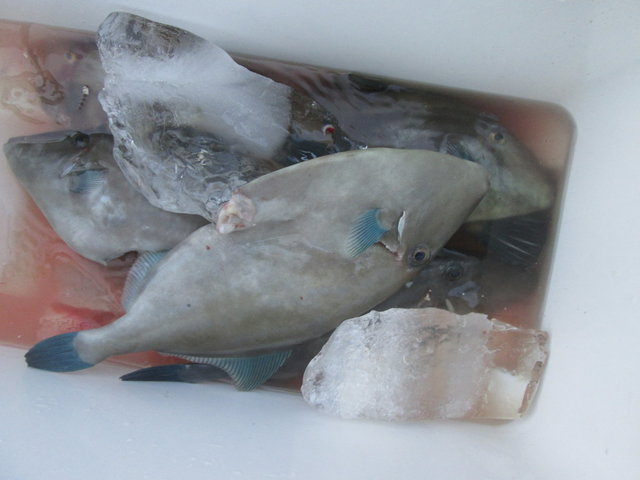 ウマヅラ(ウマヅラハギ)