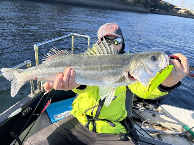 シーバス(スズキ)