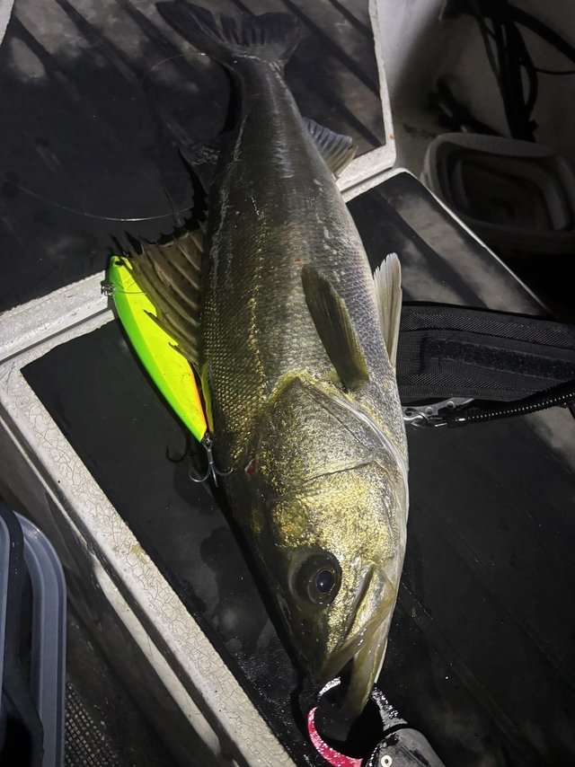 シーバス(スズキ)