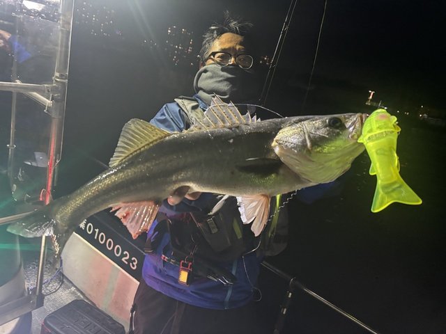 シーバス(スズキ)