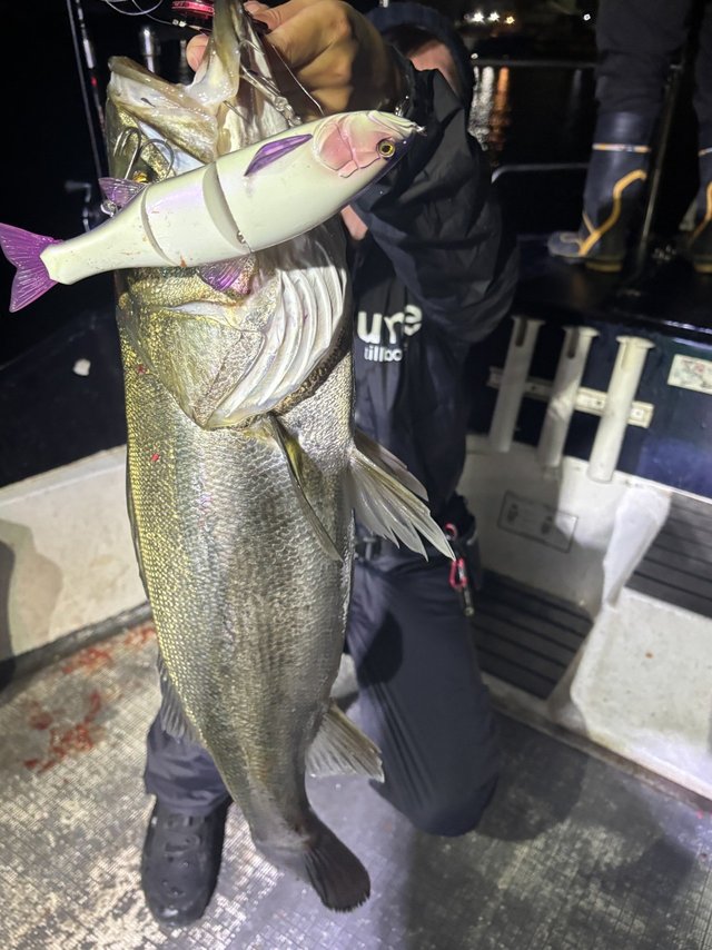 シーバス(スズキ)