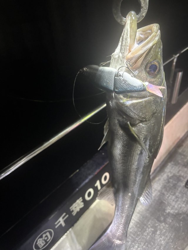 シーバス(スズキ)