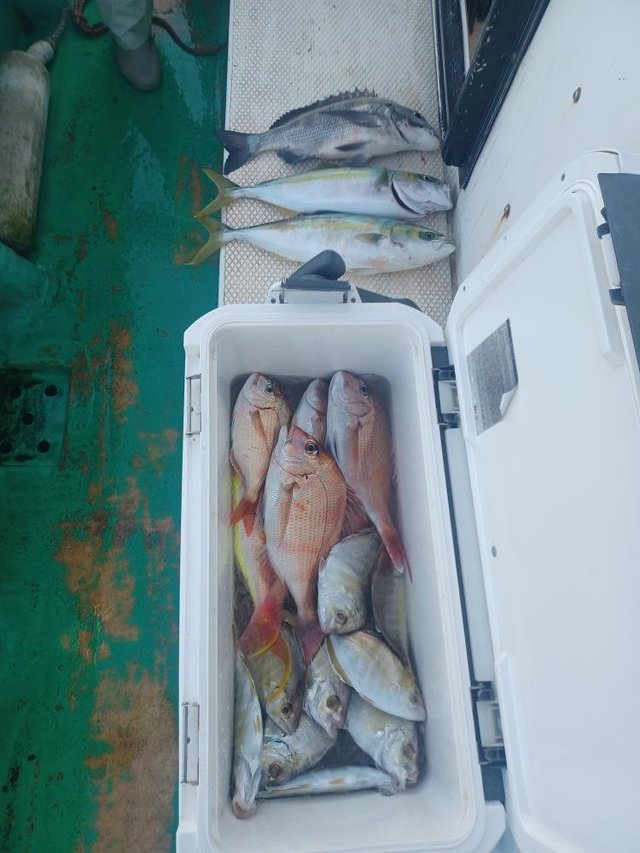 マダイ・クロダイ・カイワリ・イナダ(ブリ)・イトヨリ(イトヨリダイ)