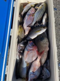 マダイ・ハナダイ(チダイ)・イサキ・ウマヅラハギ