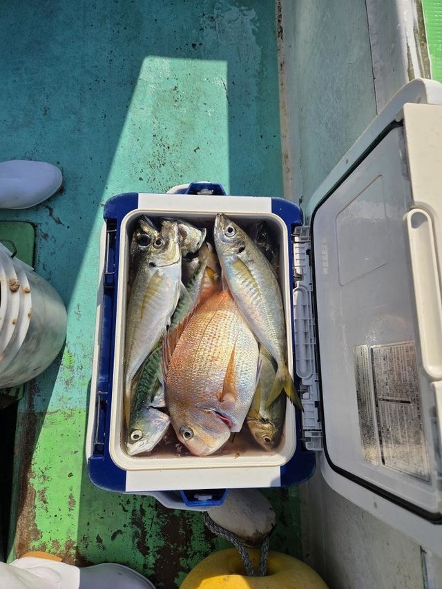 マダイ・アジ(マアジ)・サバ(マサバ)