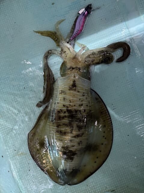 アオリ(アオリイカ)