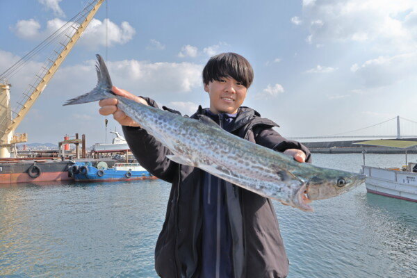 サゴシ(サワラ)