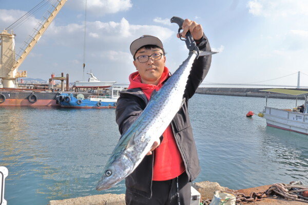 サゴシ(サワラ)