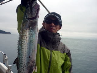 サゴシ(サワラ)