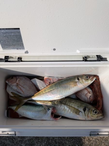 チャリコ(マダイ)・アジ(マアジ)