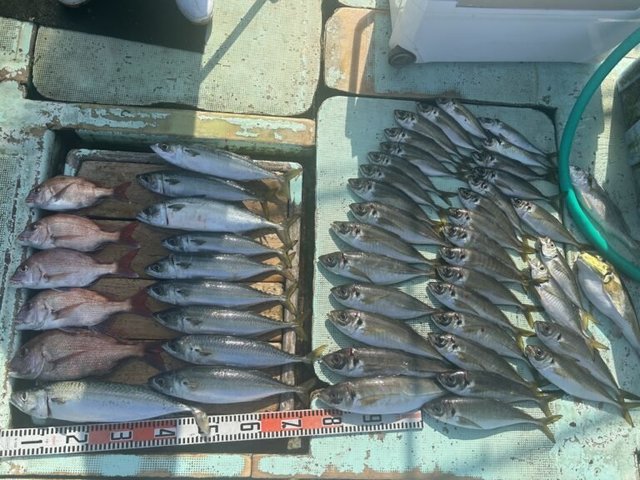 マダイ・マアジ・マサバ