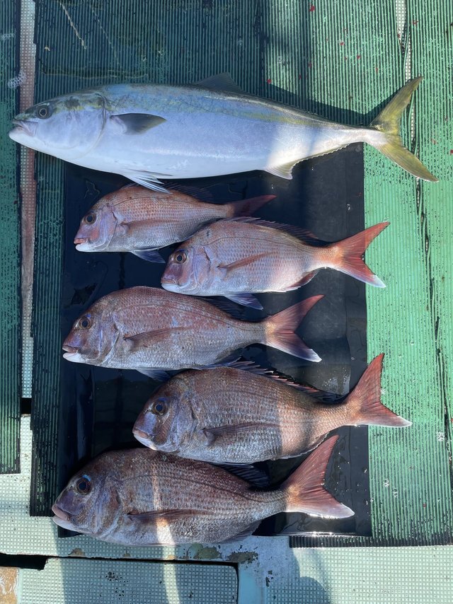 マダイ・メジロ(ブリ)