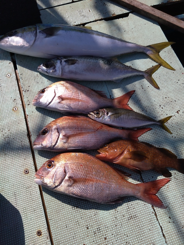 タイ(マダイ)・アコウ(キジハタ)・アジ(マアジ)・メジロ(ブリ)・サバ(マサバ)