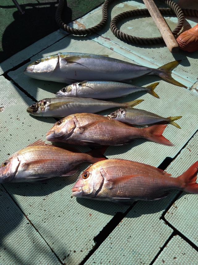 タイ(マダイ)・アジ(マアジ)・メジロ(ブリ)・サバ(マサバ)