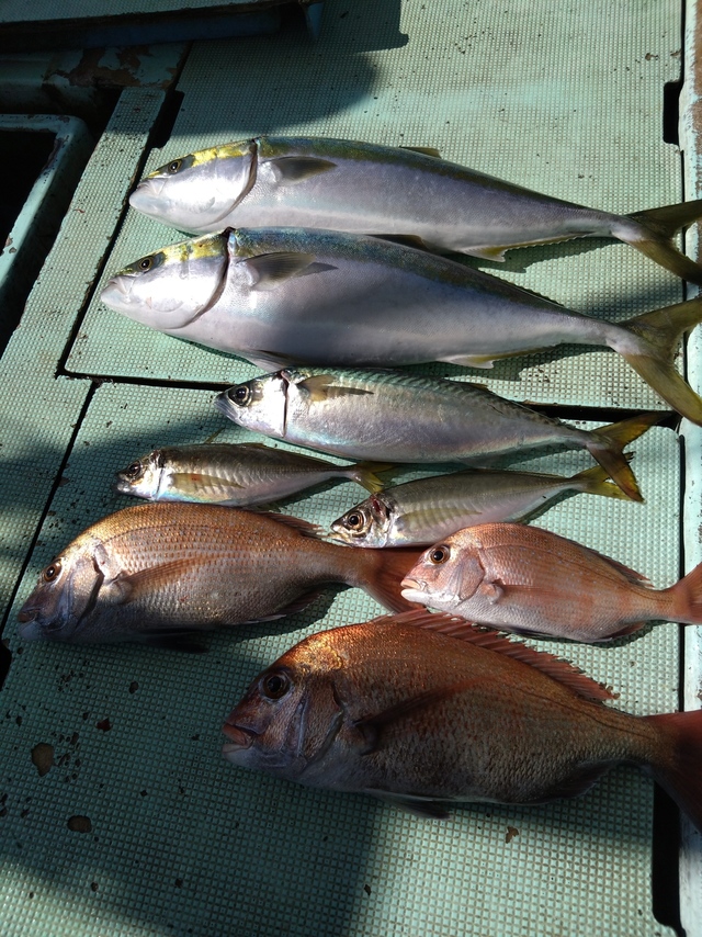 タイ(マダイ)・アジ(マアジ)・メジロ(ブリ)・サバ(マサバ)