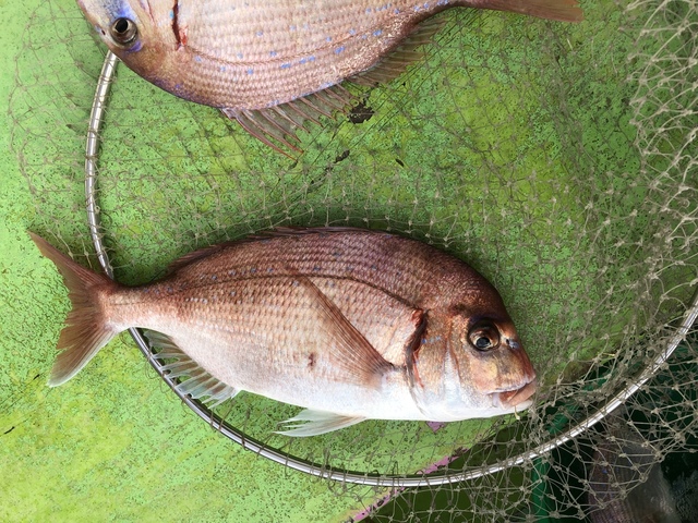 ハナダイ(チダイ)