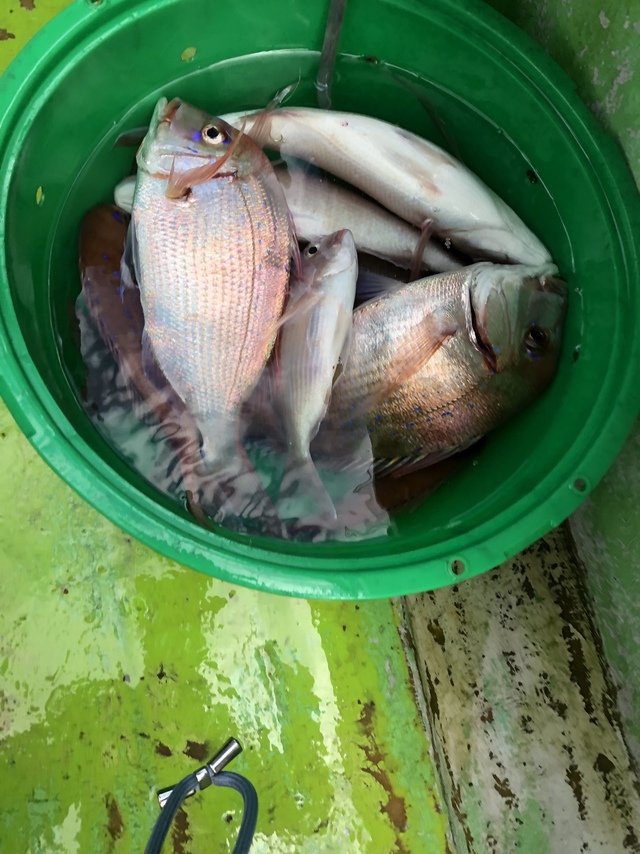 ハナダイ(チダイ)