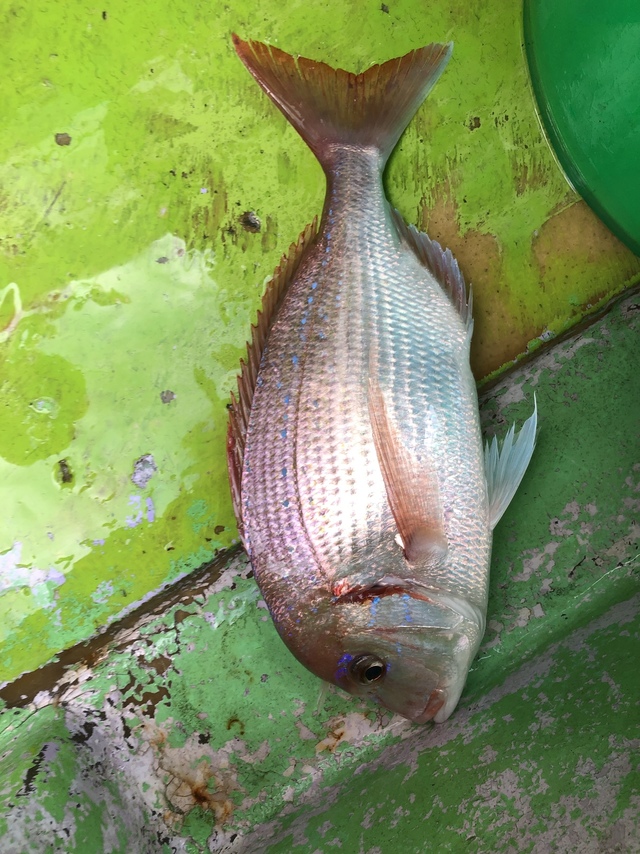 ハナダイ(チダイ)