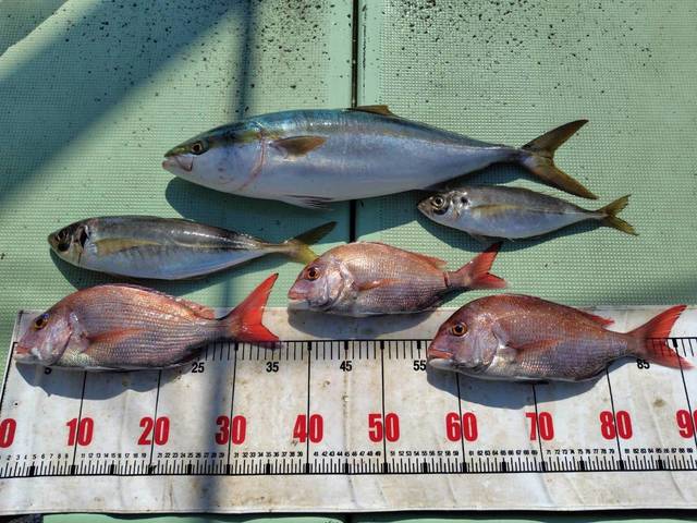 タイ(マダイ)・アジ(マアジ)・メジロ(ブリ)