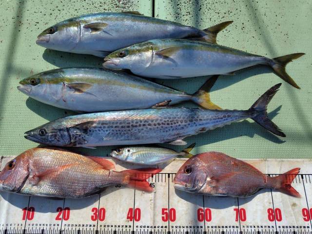 タイ(マダイ)・メジロ(ブリ)・サワラ