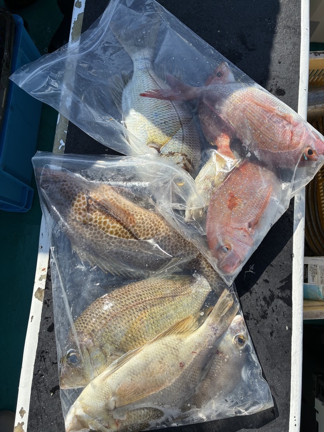 マダイ・メイチダイ