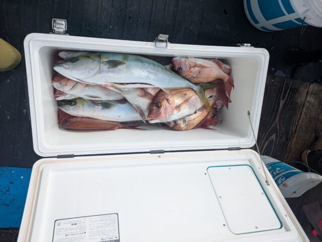 マダイ・ハマチ(ブリ)・ヒラマサ