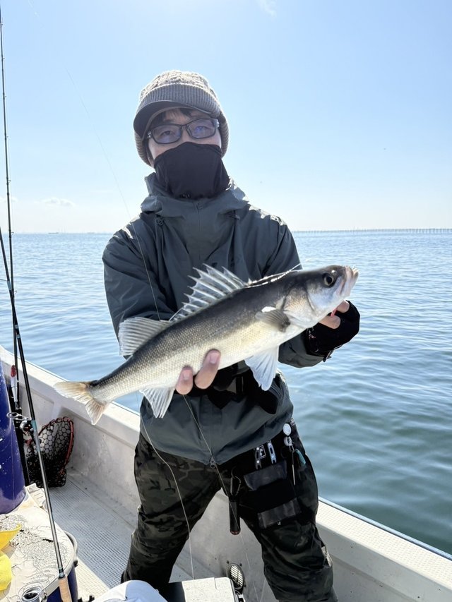 シーバス(スズキ)