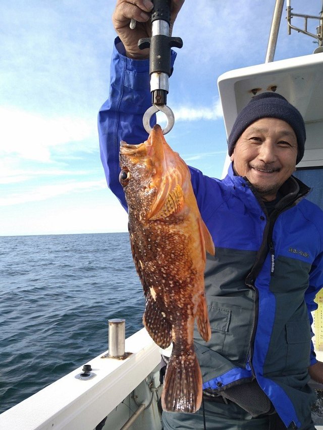 ガシラ(カサゴ)