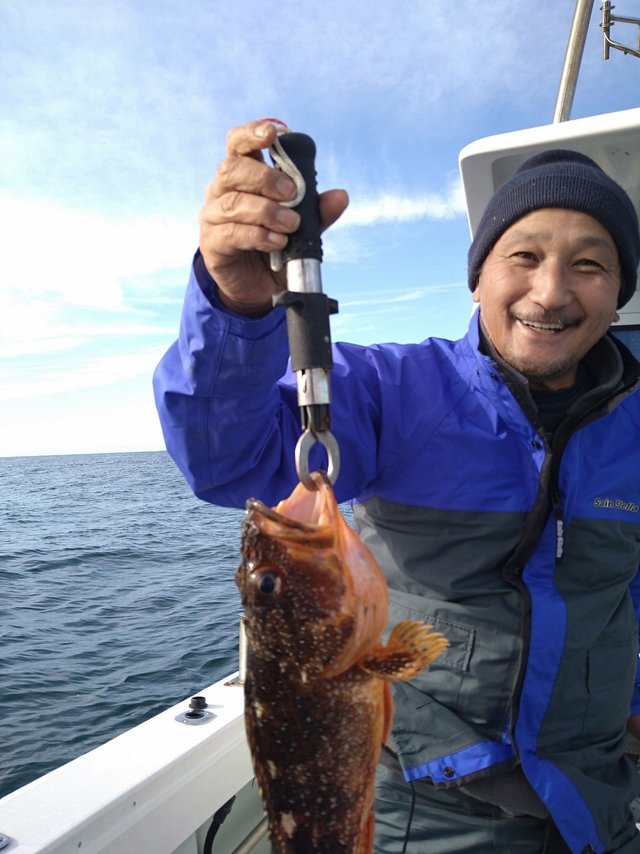 ガシラ(カサゴ)