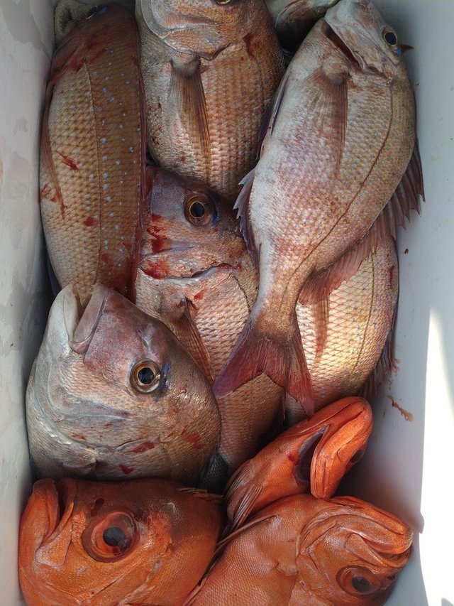 マダイ・チカメキントキ