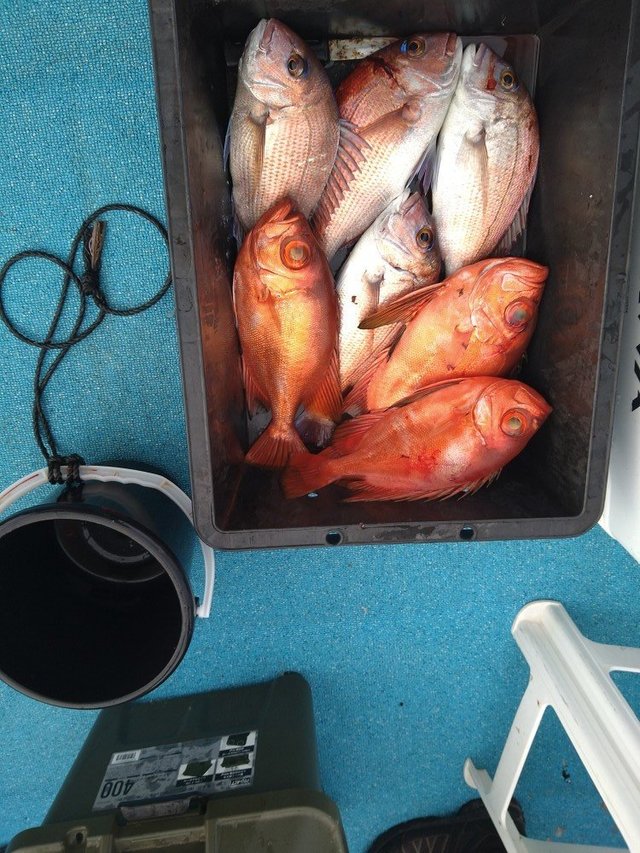 マダイ・チカメキントキ