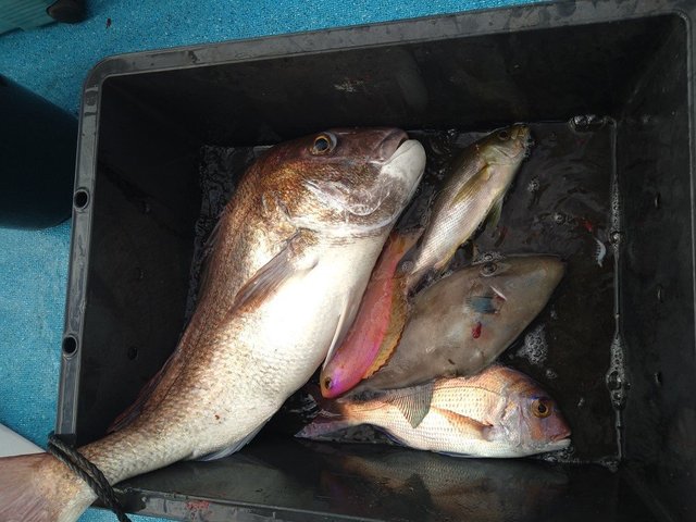 マダイ・イサキ・ウマヅラ(ウマヅラハギ)