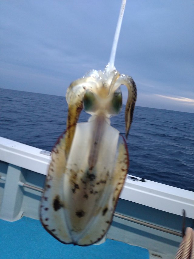 アオリ(アオリイカ)