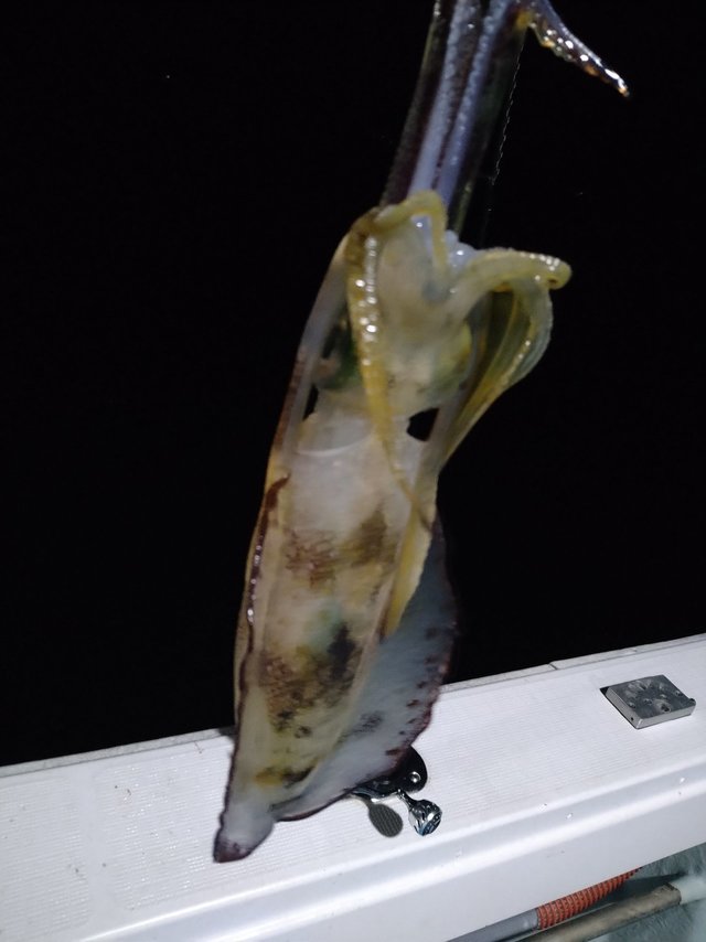 アオリ(アオリイカ)