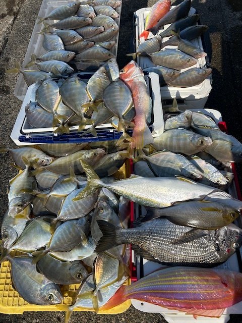 クロダイ・カイワリ・イナダ(ブリ)・イサキ・アマダイ(アカアマダイ)・イトヨリ(イトヨリダイ)
