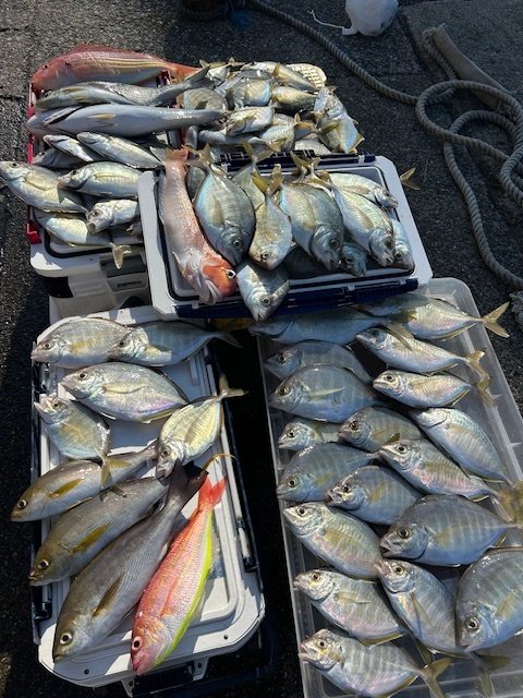 カイワリ・アマダイ(アカアマダイ)