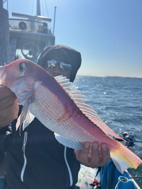 アマダイ(アカアマダイ)