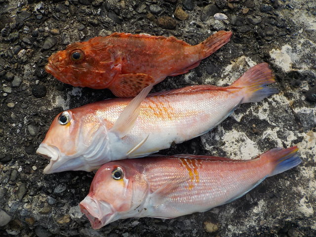 アマダイ(アカアマダイ)・オニカサゴ