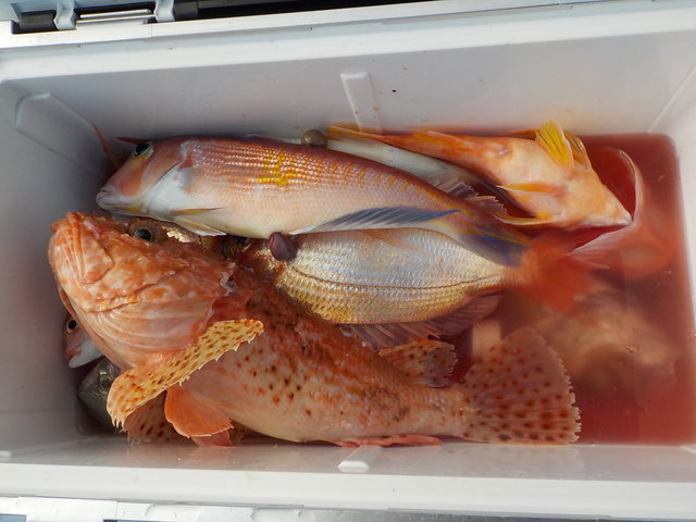 アマダイ(アカアマダイ)・オニカサゴ