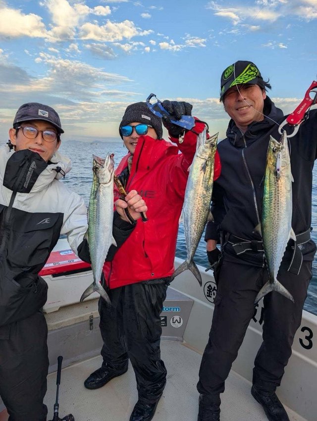 サゴシ(サワラ)