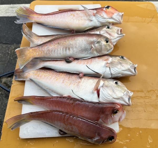 アマダイ(アカアマダイ)・シロアマダイ