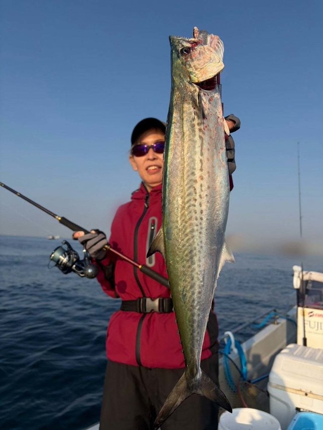 サゴシ(サワラ)