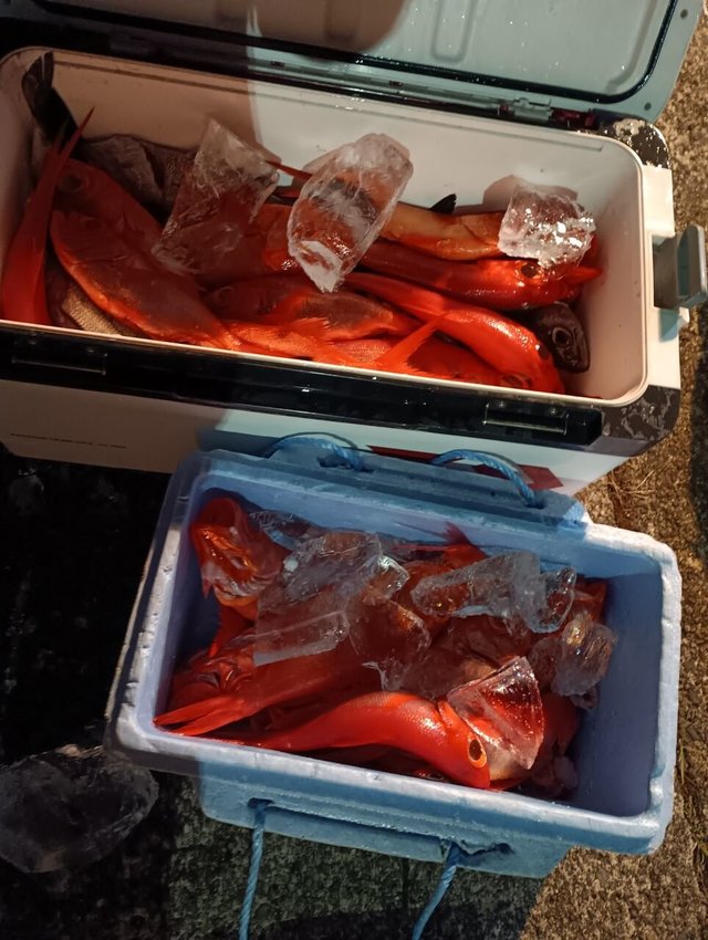 クロムツ・キンメ(キンメダイ)