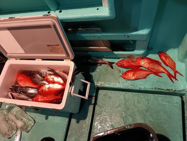 クロムツ・キンメ(キンメダイ)