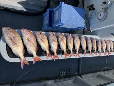 マダイ・コダイ(マダイ)