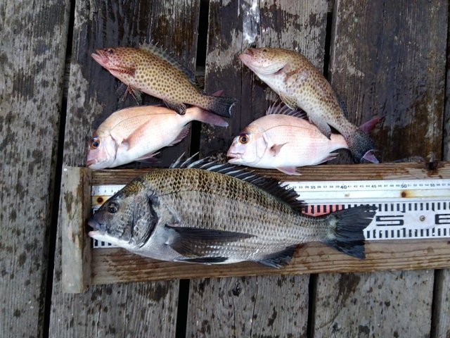 チヌ(クロダイ)