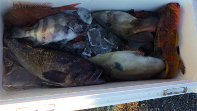 イシダイ・クロソイ・ウッカリカサゴ・ウマヅラハギ