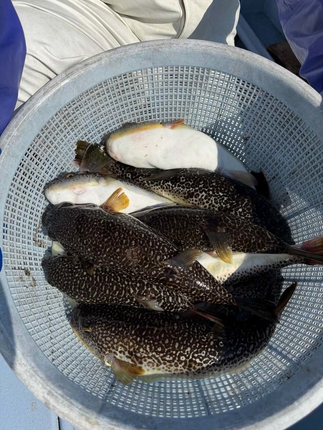 フグ(ショウサイフグ)