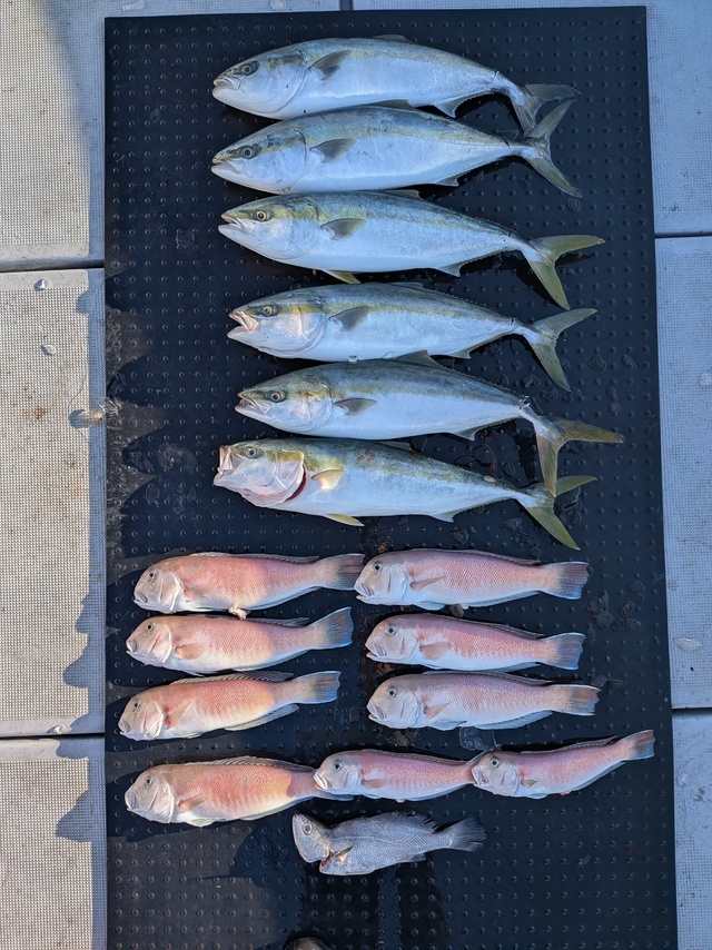 ブリ・シロアマダイ