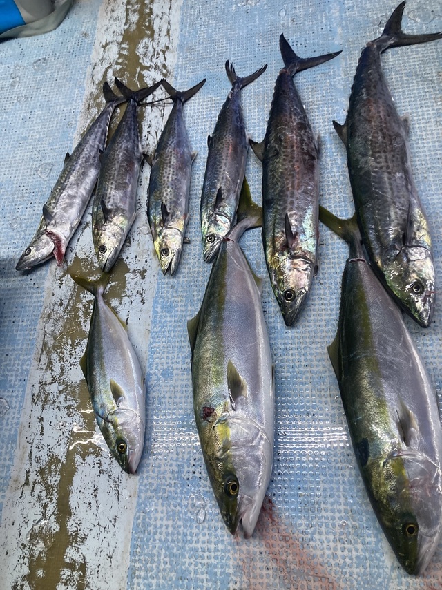 ハマチ(ブリ)・サワラ